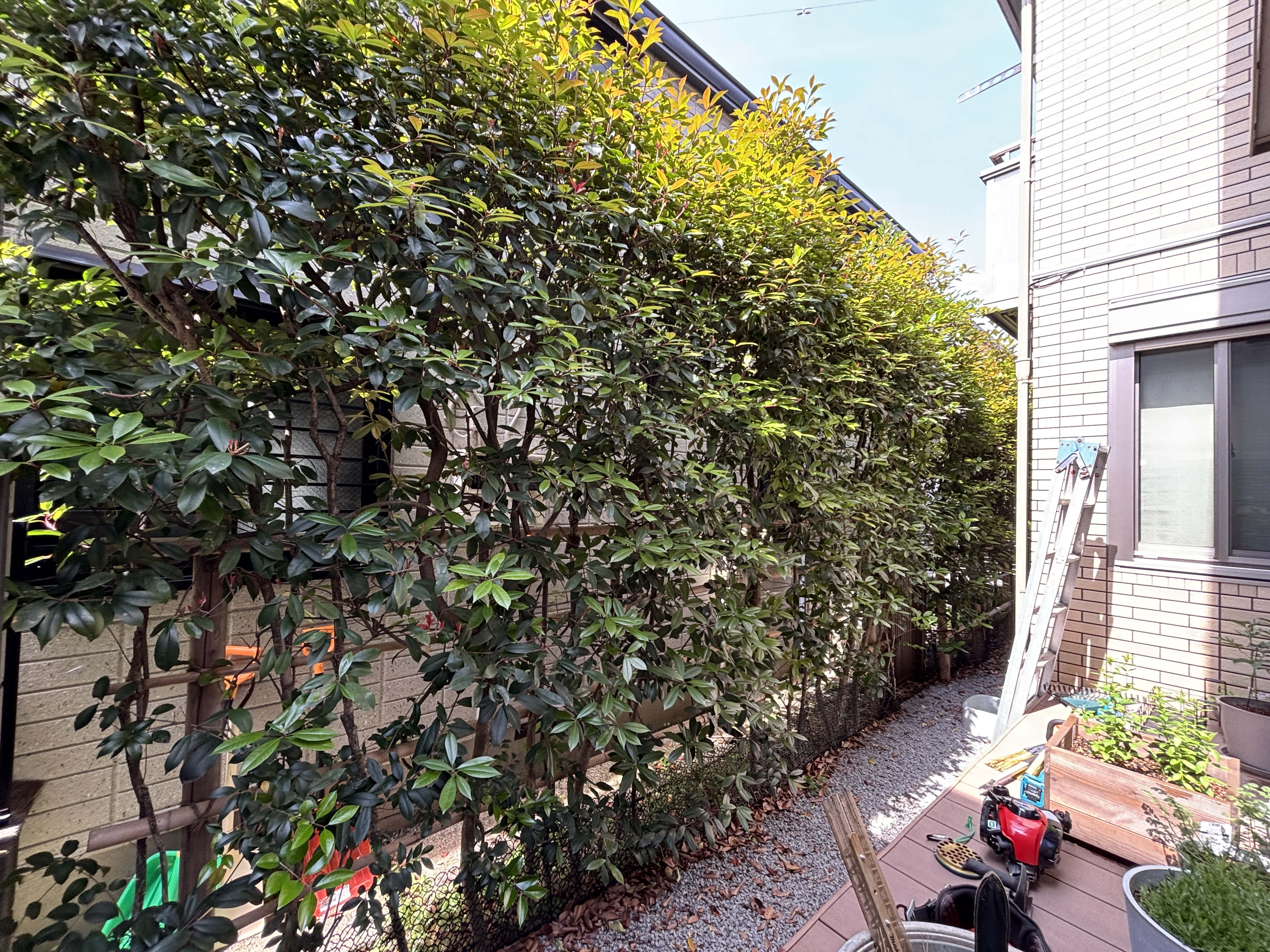 生垣刈込施工前