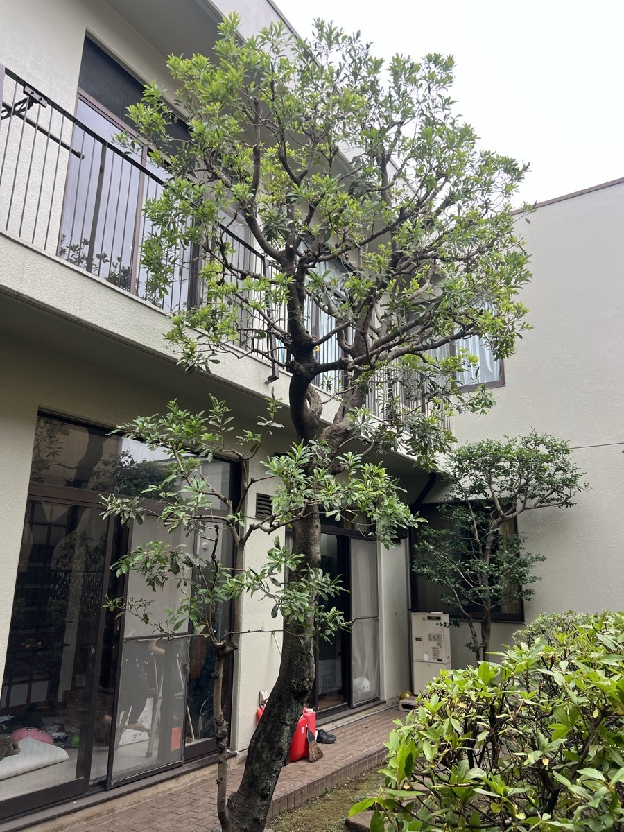 剪定施工後