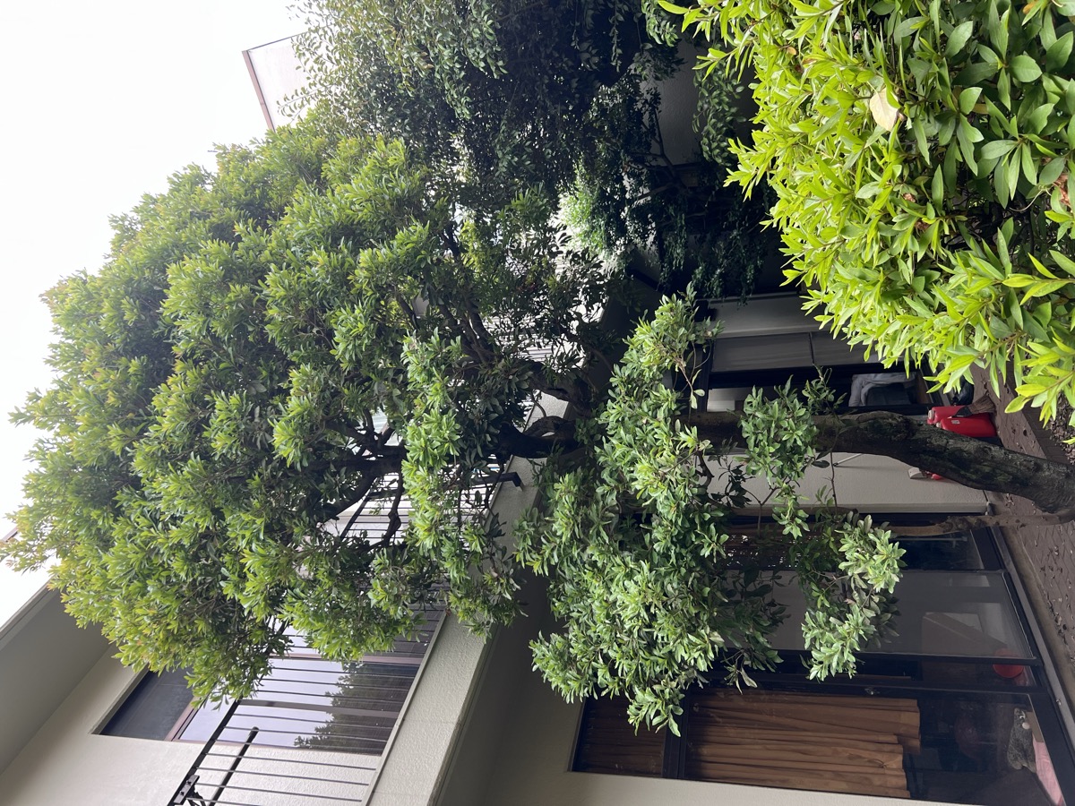 剪定施工前