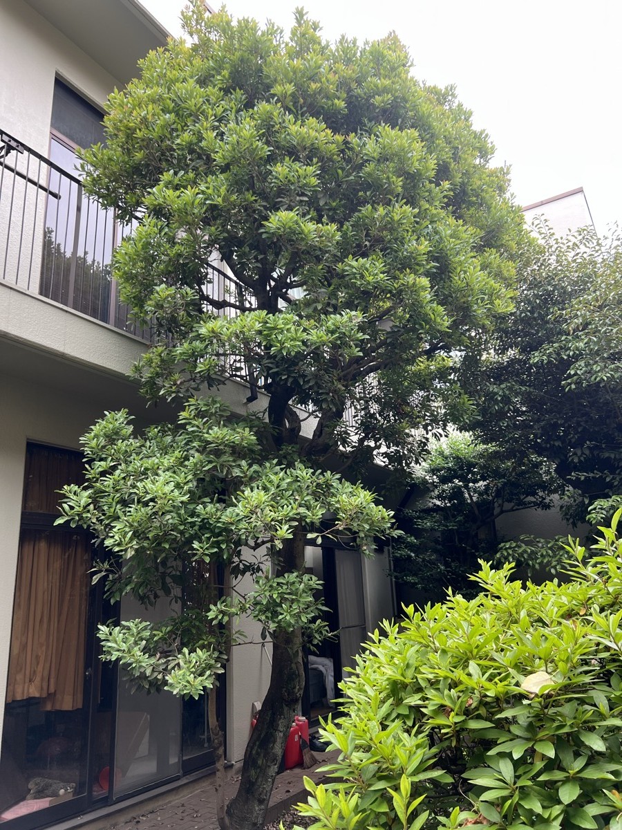 剪定施工前